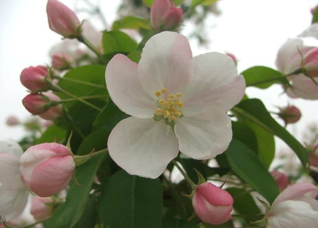 Plant growth regulator Prohexadione Ca