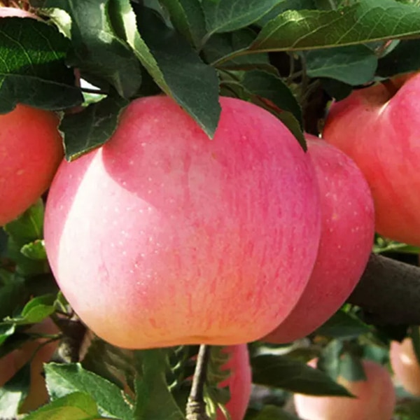 smart fresh on apples