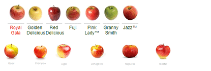 Apple variety