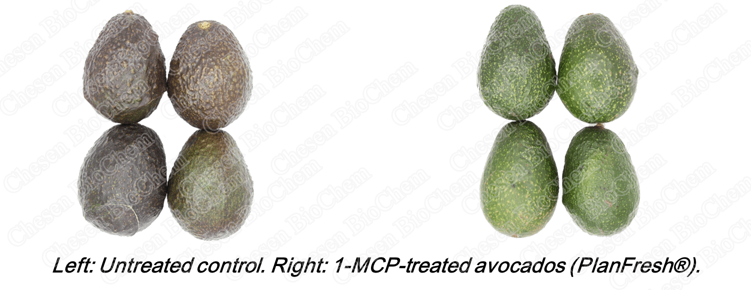 PlanFresh 1-MCP for avocados