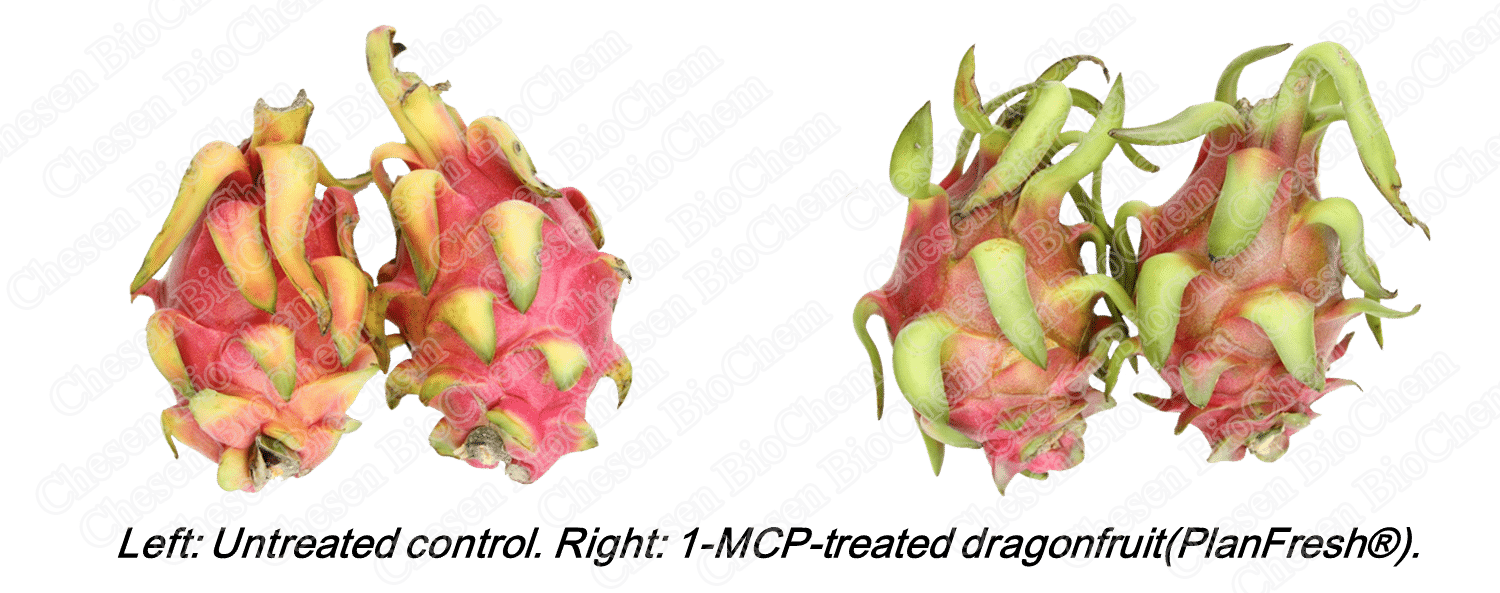 PlanFresh 1-MCP for dragonfruit