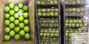 PlanFresh 1-MCP on Granny Smith