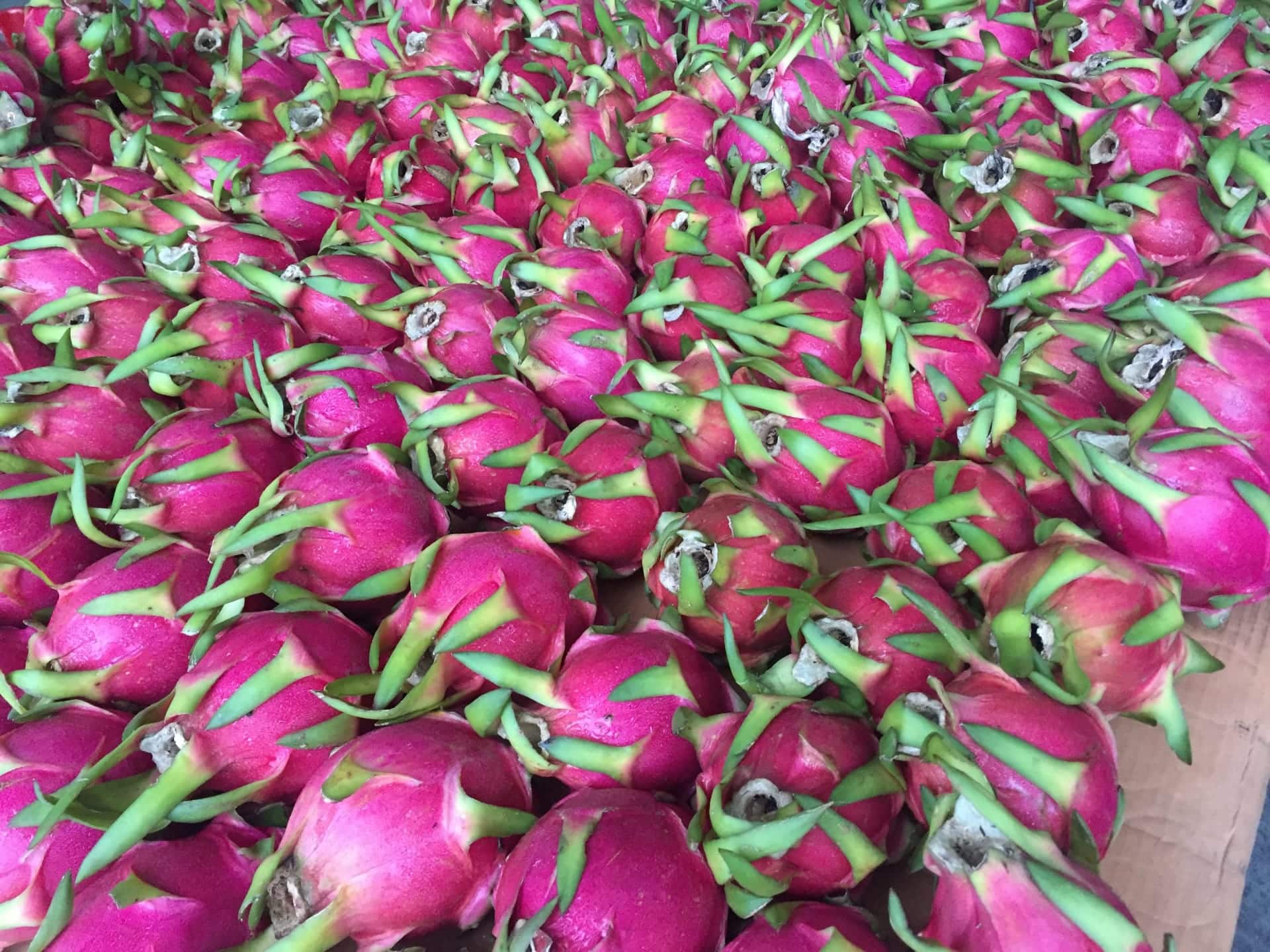 1-MCP dragon fruit