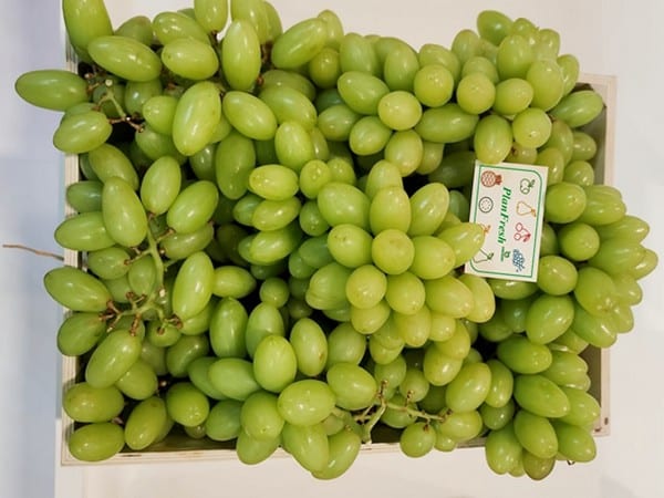 1-MCP on Table Grape(2)