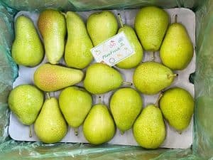 PlanFresh 1-MCP on pear